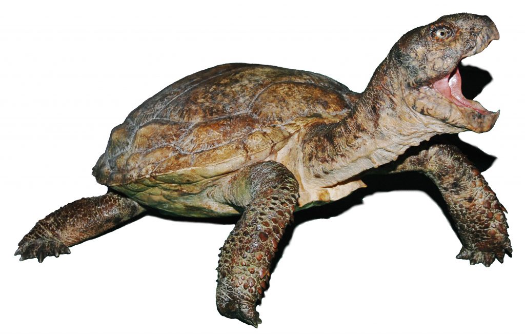 Zagadki żółwia 2