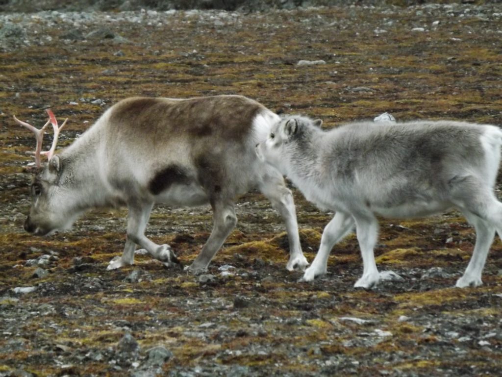 Dom na wyspie. Jak renifer svalbardzki pomaga nam poznać ekosystem arktyczny 1