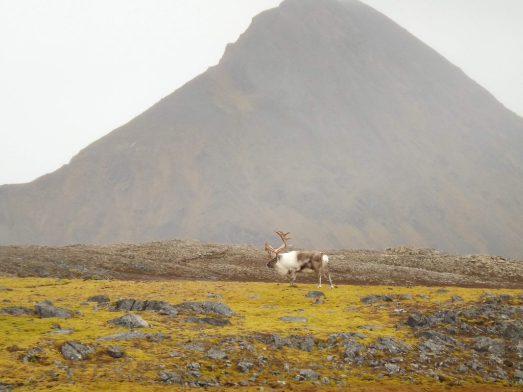Dom na wyspie. Jak renifer svalbardzki pomaga nam poznać ekosystem arktyczny 2