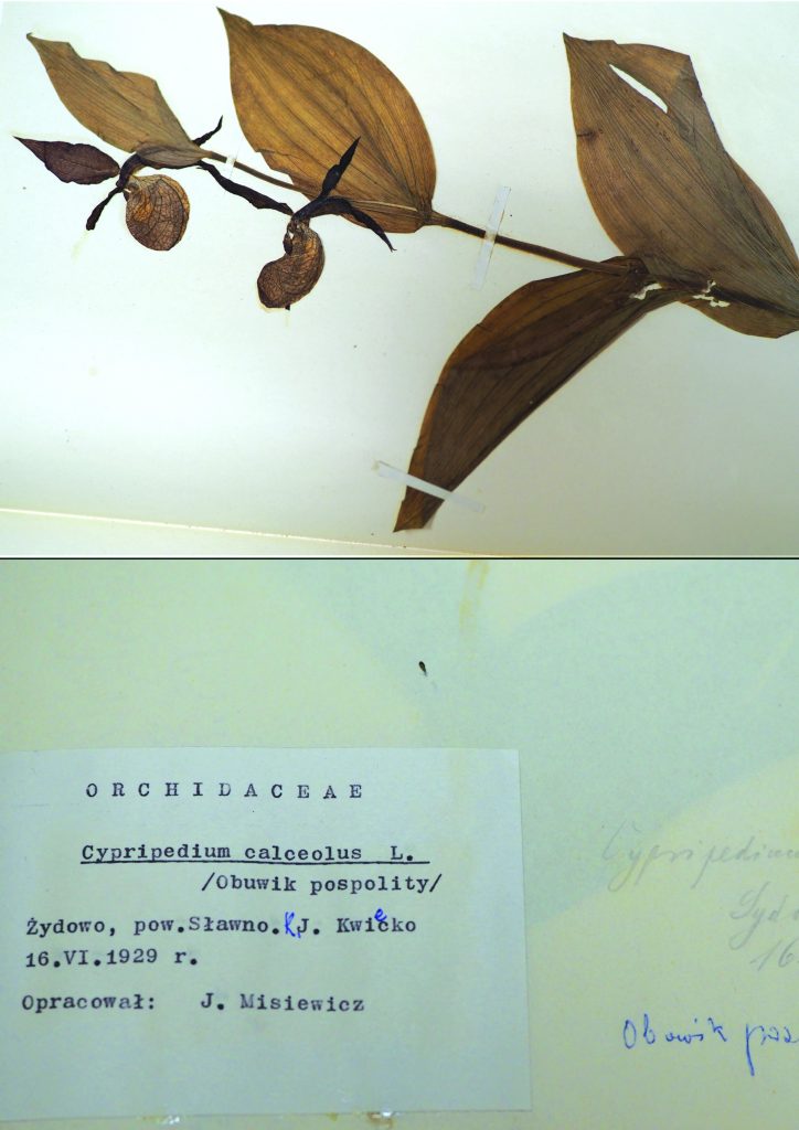 Herbarium Pomeranicum 2