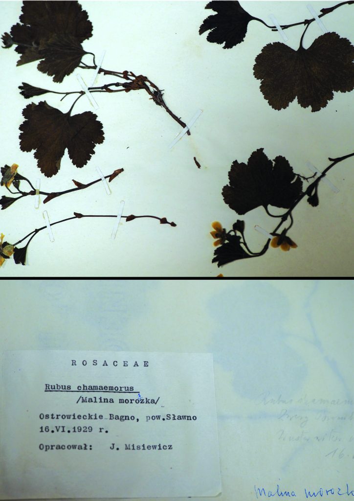 Herbarium Pomeranicum 5