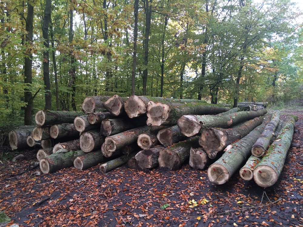 Czy społeczeństwo może porozumieć się z leśnikami? 3