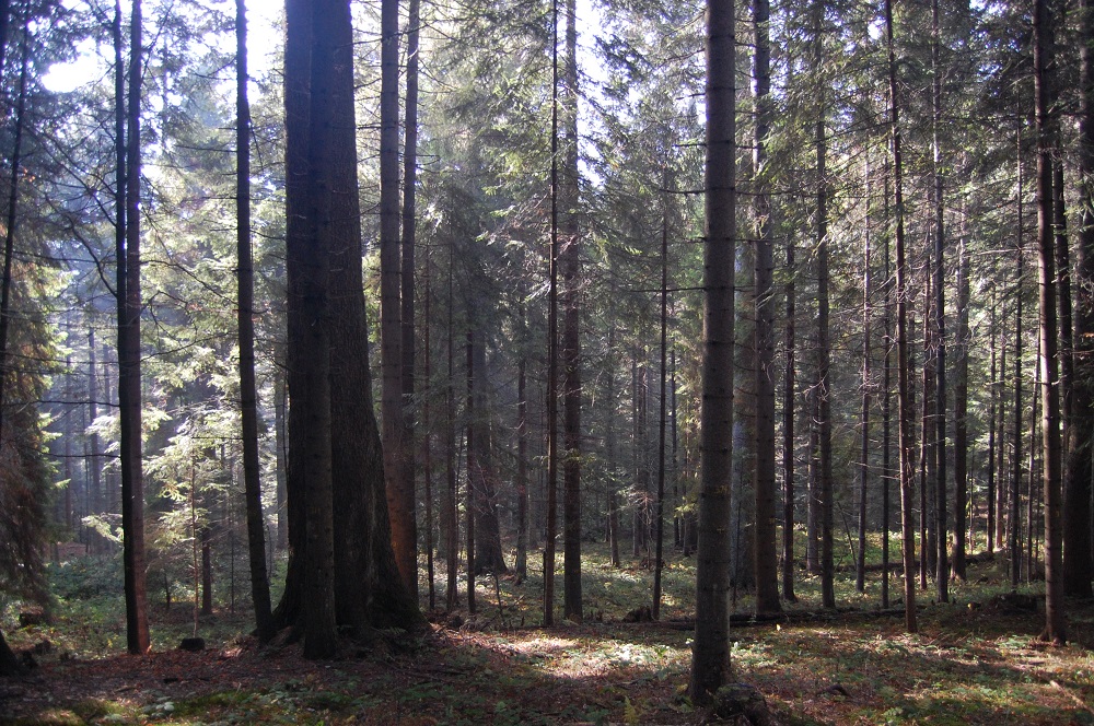 Hodowla lasu w zmieniającej się rzeczywistości 1