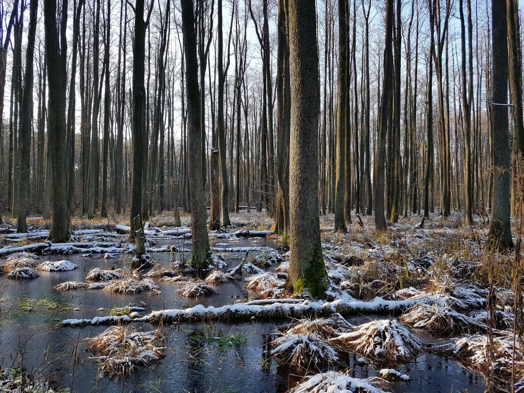 Rozwój i wyzwania nauk leśnych 2