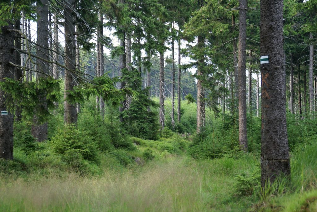 Rozwój i wyzwania nauk leśnych 3