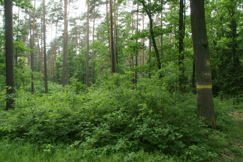 Rozwój i wyzwania nauk leśnych 4