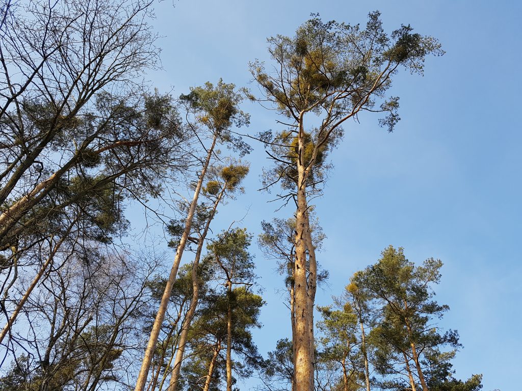 Rozwój i wyzwania nauk leśnych 1