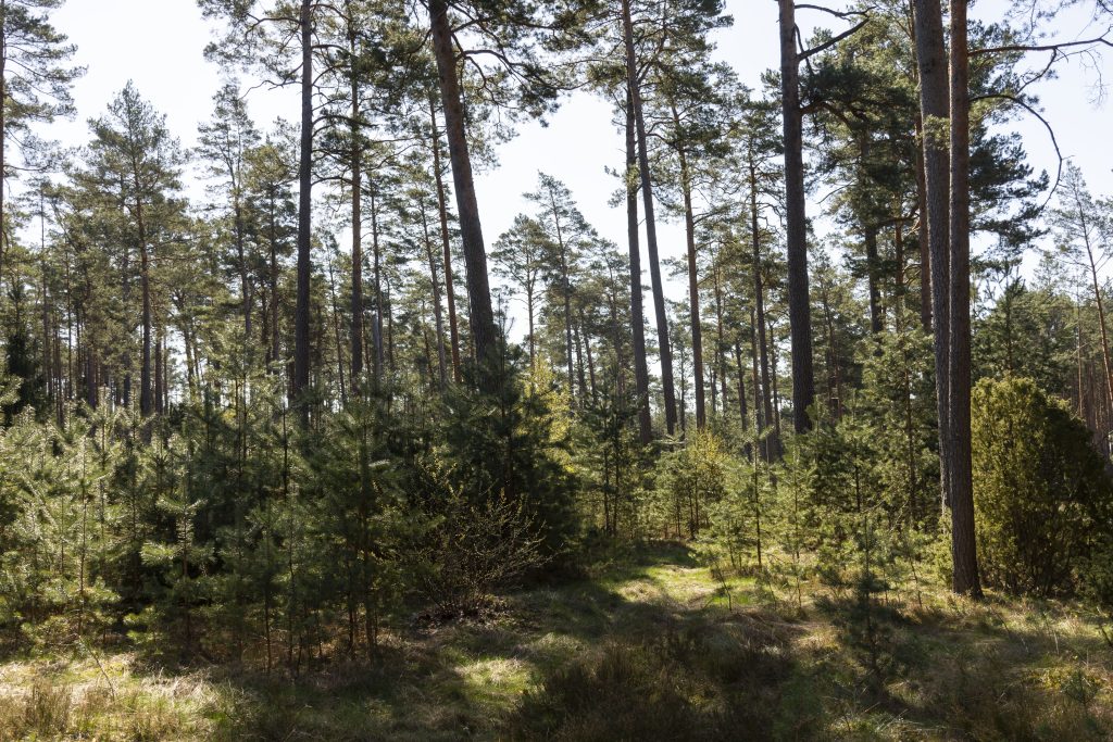 Gospodarka leśna nie wymaga rewolucji 1