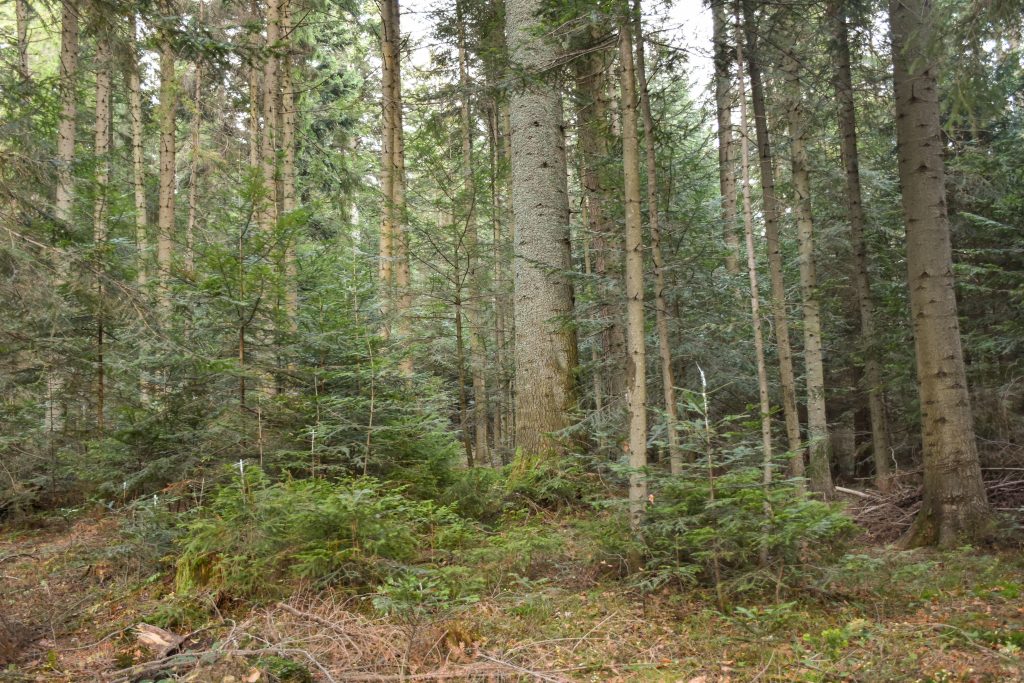 Gospodarka leśna nie wymaga rewolucji 2