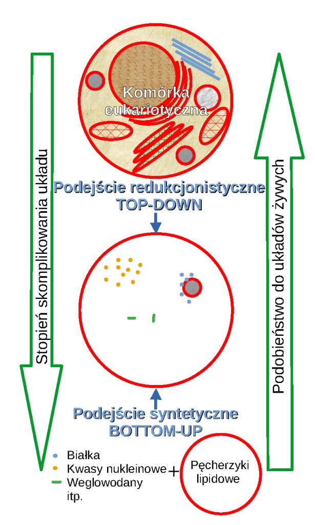Lipidy jako cząsteczki sygnałowe 1