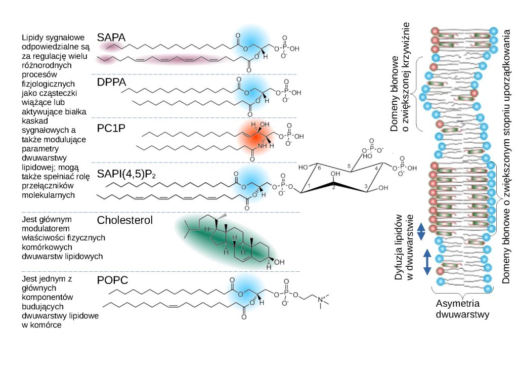 Lipidy jako cząsteczki sygnałowe 2