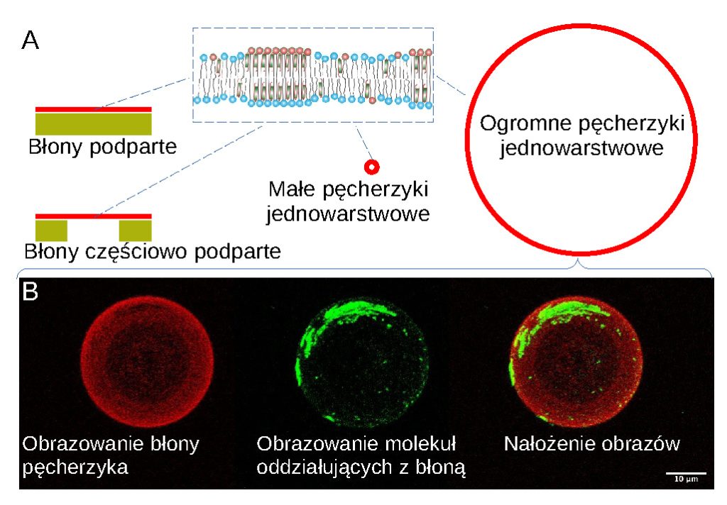 Lipidy jako cząsteczki sygnałowe 3