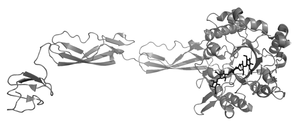 Superbiałka jak „superbakterie”? 2