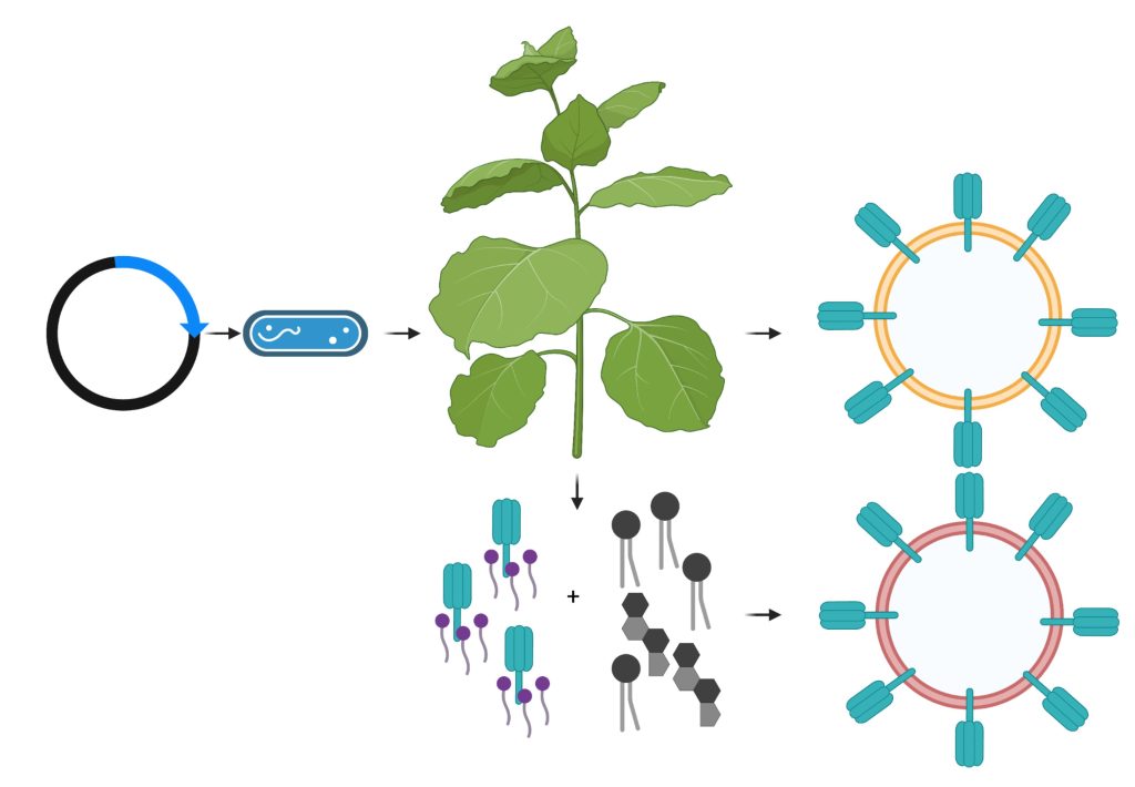 Wyroby „wirusopodobne” 2