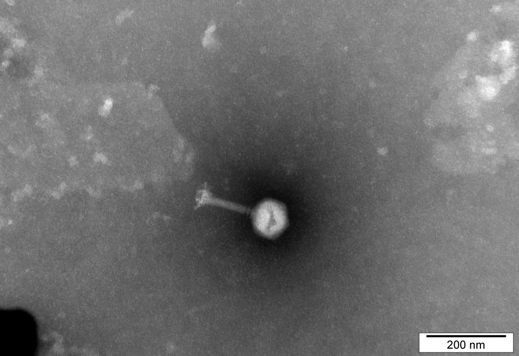 Biologia syntetyczna i wirusy bakteryjne 1