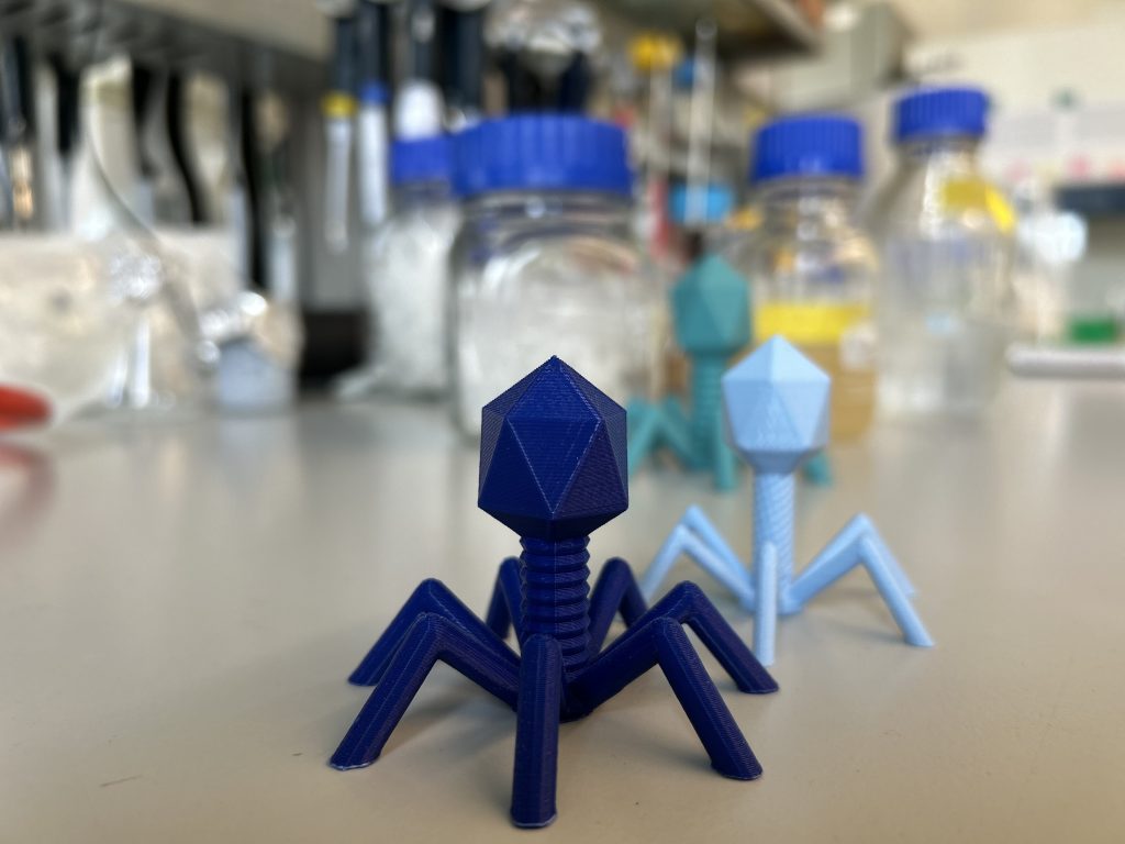 Biologia syntetyczna i wirusy bakteryjne 2