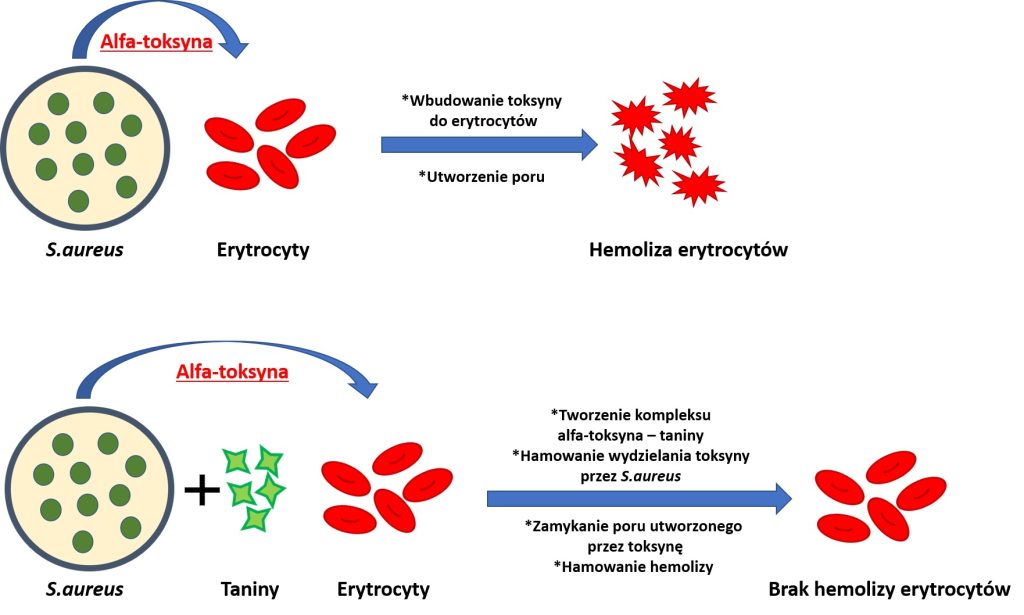 Taniną w gronkowca 2