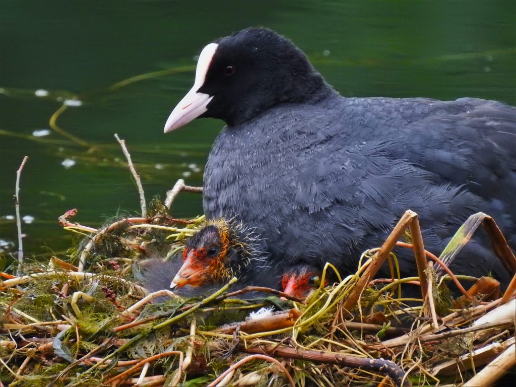 Ewolucja w miejskim parku 1