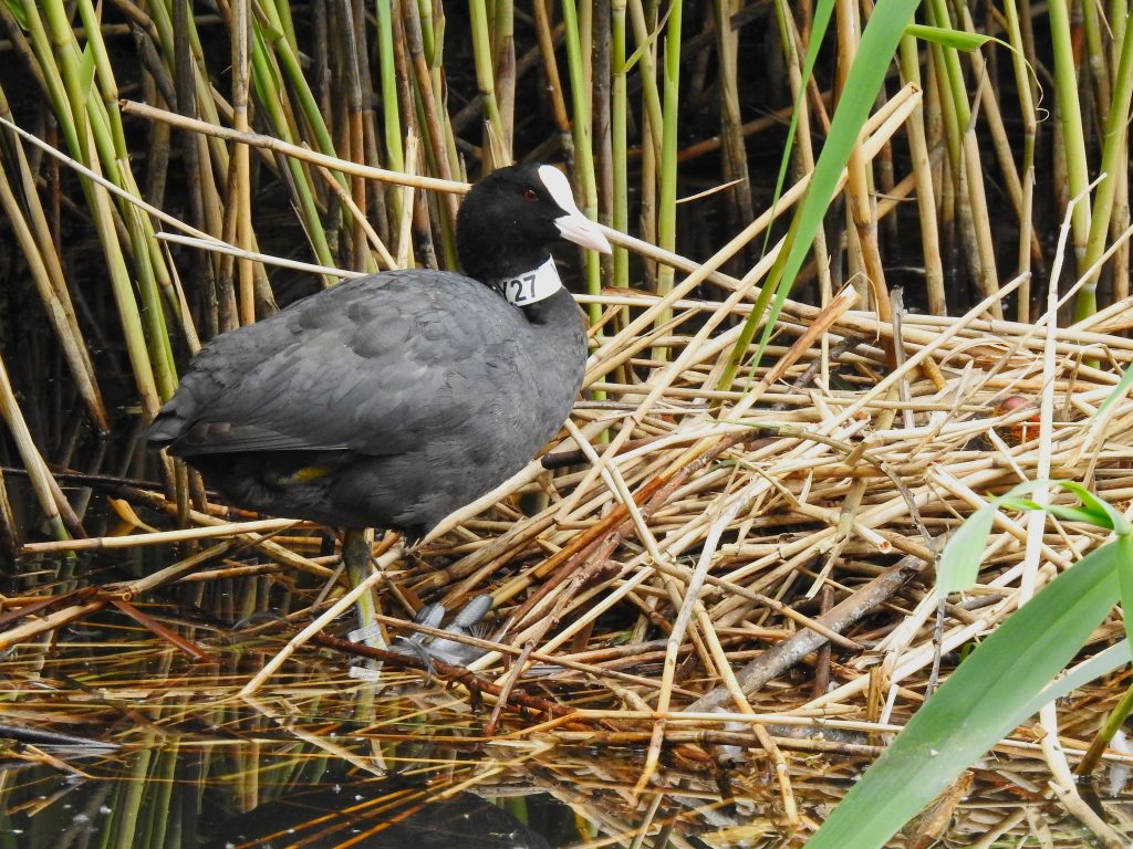 Ewolucja w miejskim parku 2