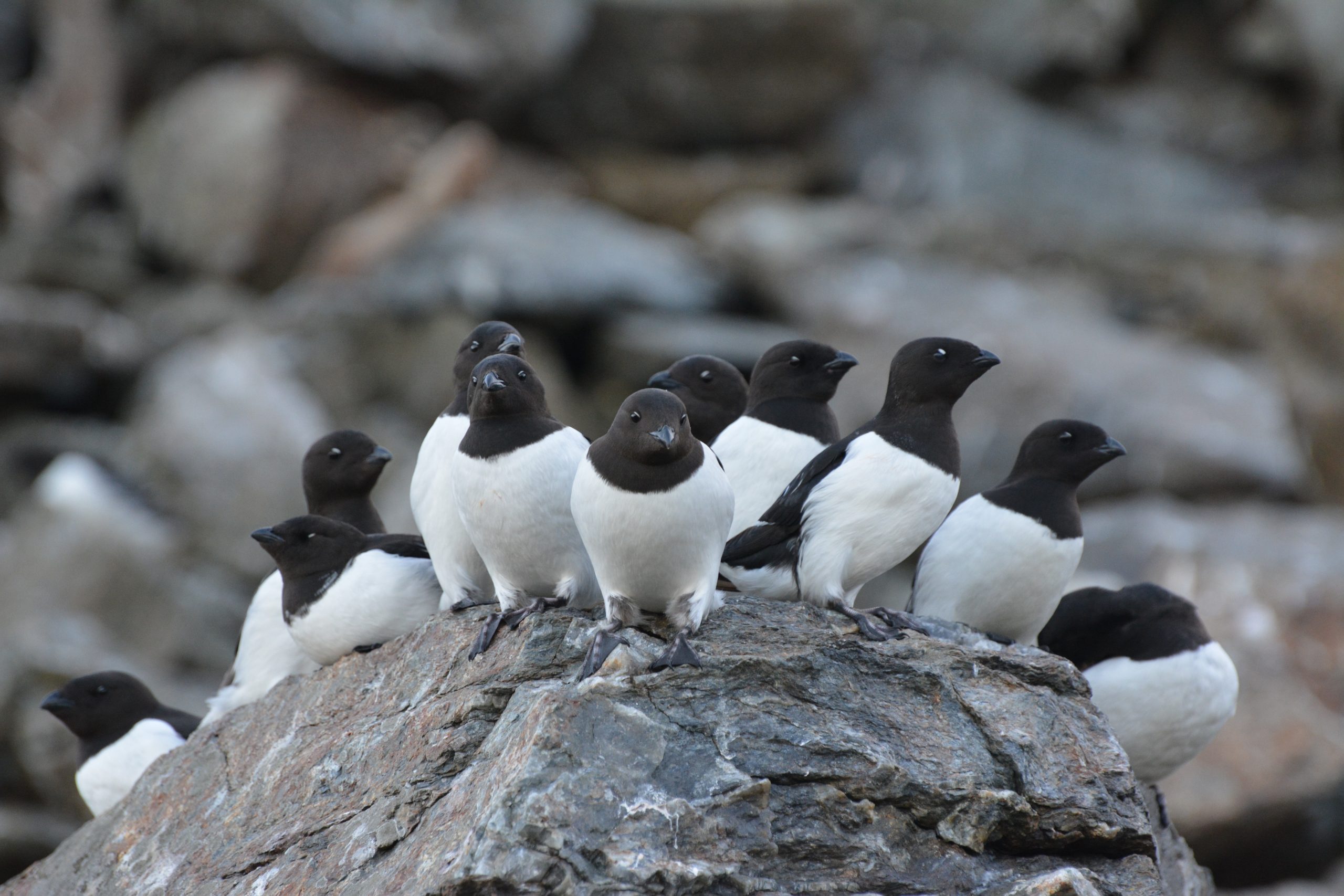 Koordynacja działań rodzicielskich u ptaków 3