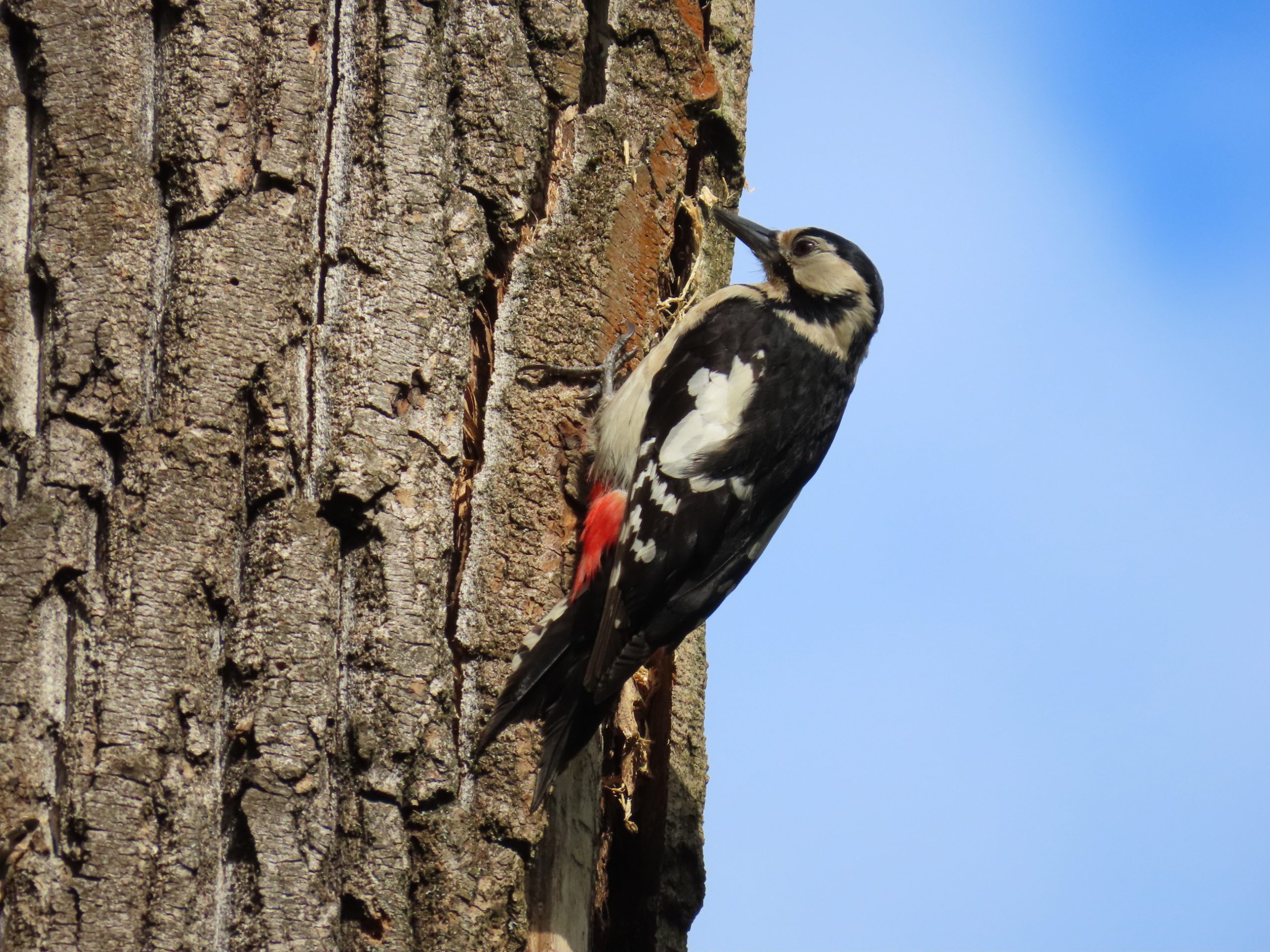 Bastardy w parku i sadzie 1