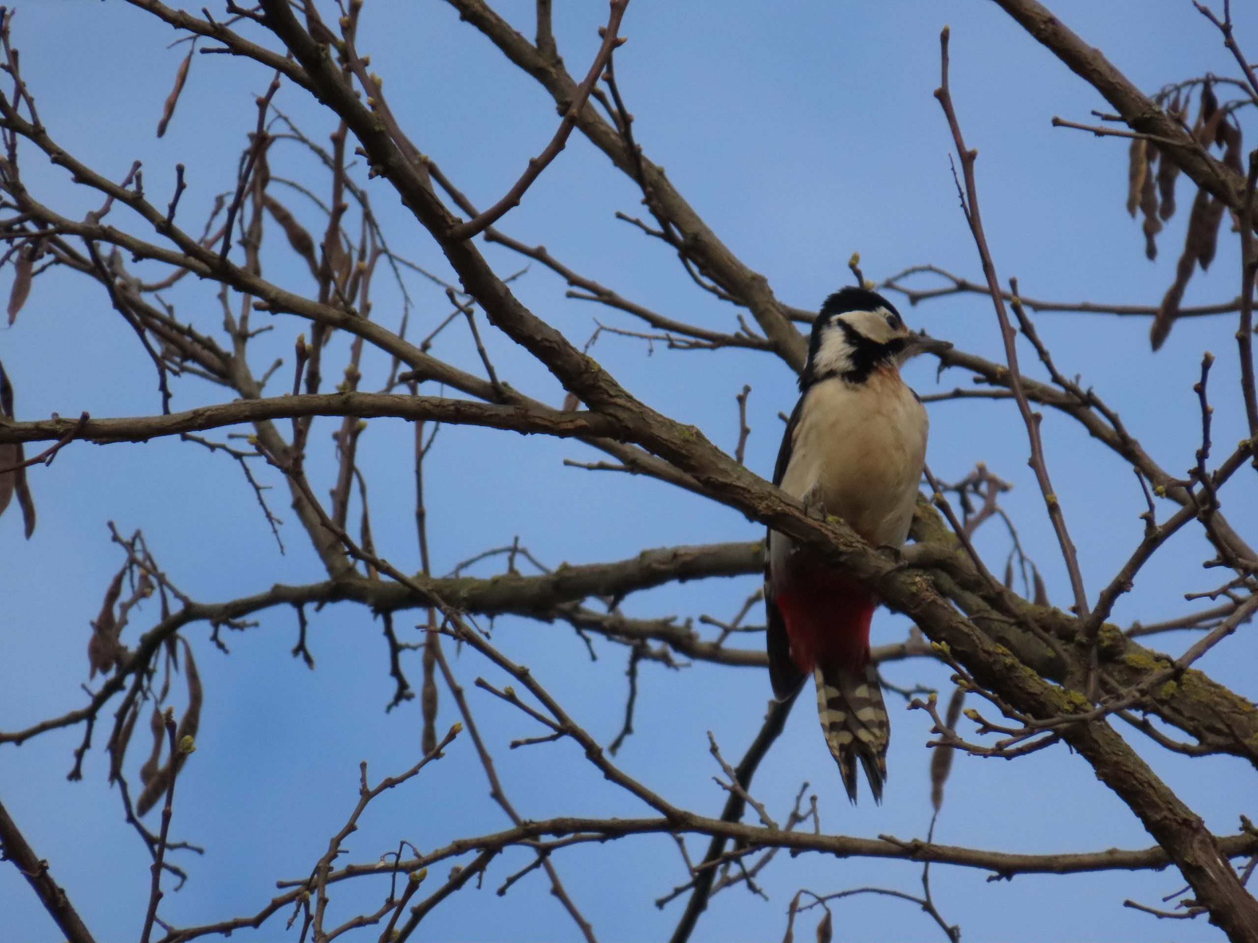 Bastardy w parku i sadzie 3