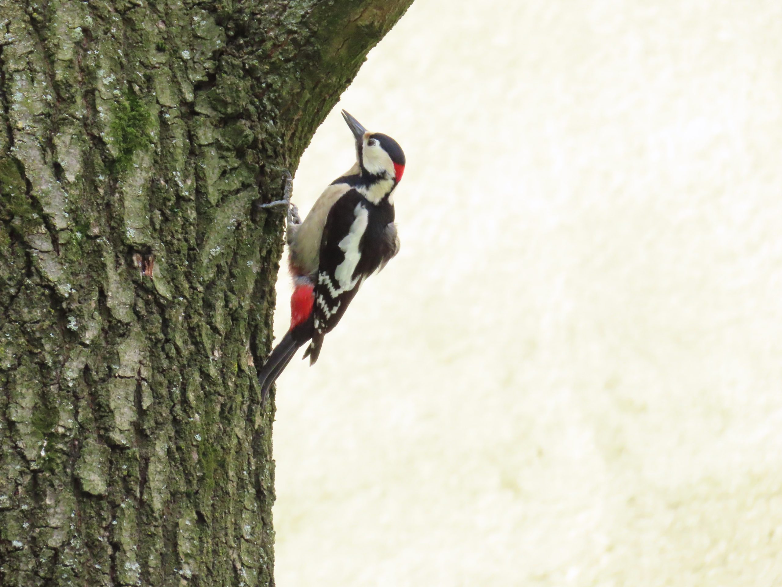 Bastardy w parku i sadzie 2