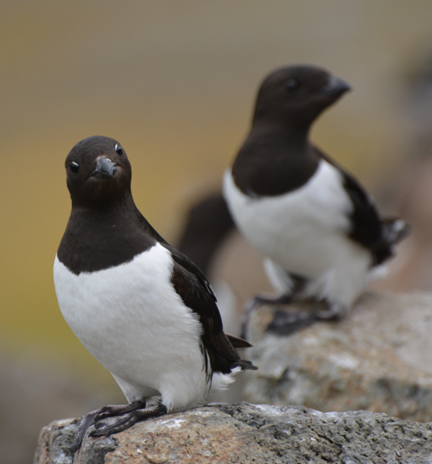 Koordynacja działań rodzicielskich u ptaków 2