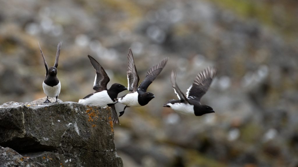 Ptaki morskie i ich menu – klucz do zrozumienia Arktyki 1