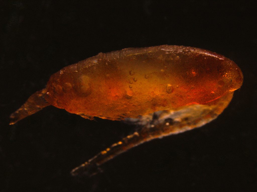 Ptaki morskie i ich menu – klucz do zrozumienia Arktyki 2