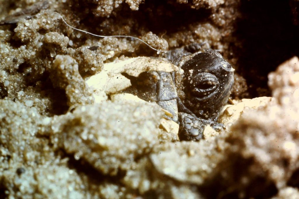 Z perspektywy żółwia 2