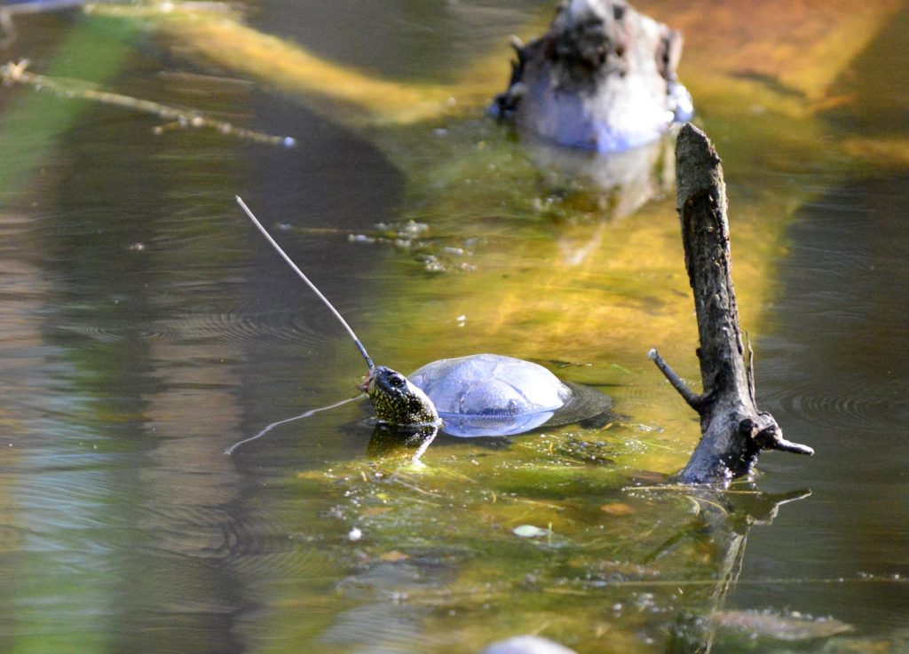 Z perspektywy żółwia 3