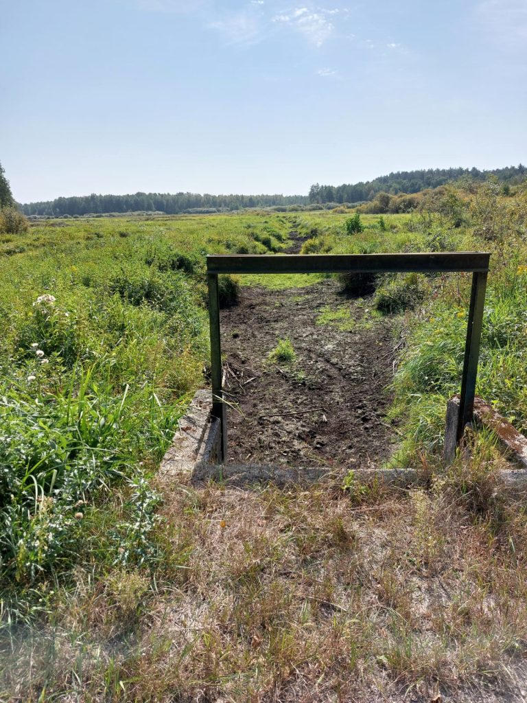 Z perspektywy żółwia 4