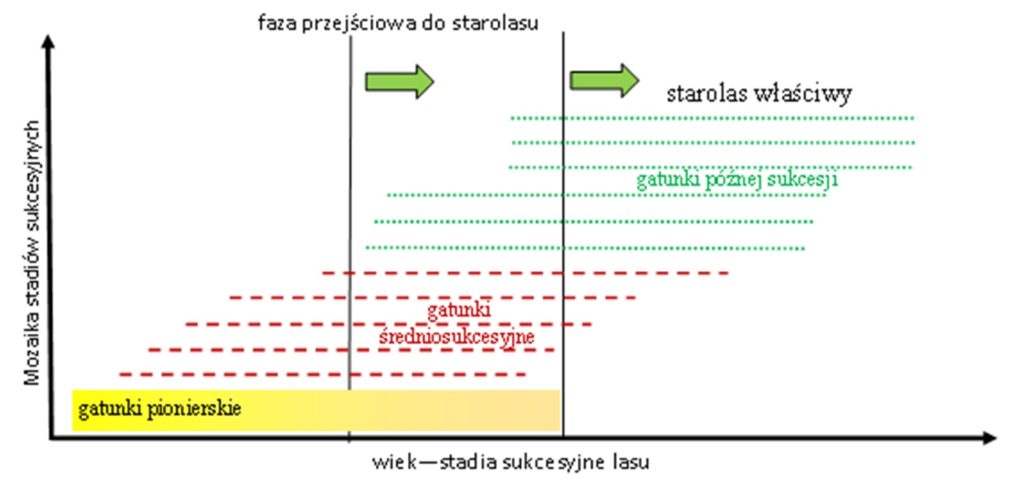 Starolasy – między nauką, ochroną a zarządzaniem 2