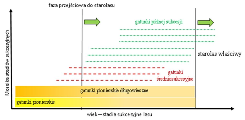 Starolasy – między nauką, ochroną a zarządzaniem 3