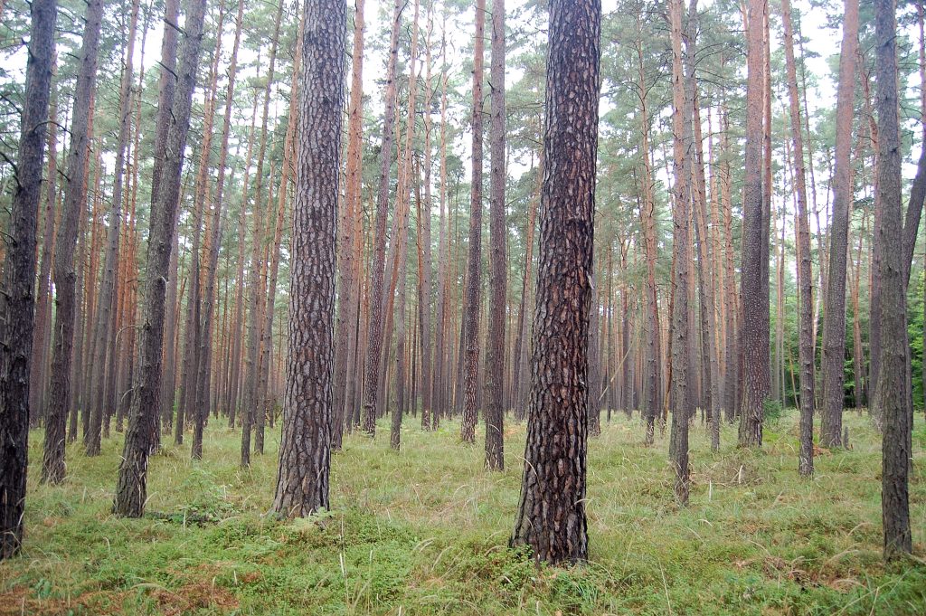 Starolasy – między nauką, ochroną a zarządzaniem 1