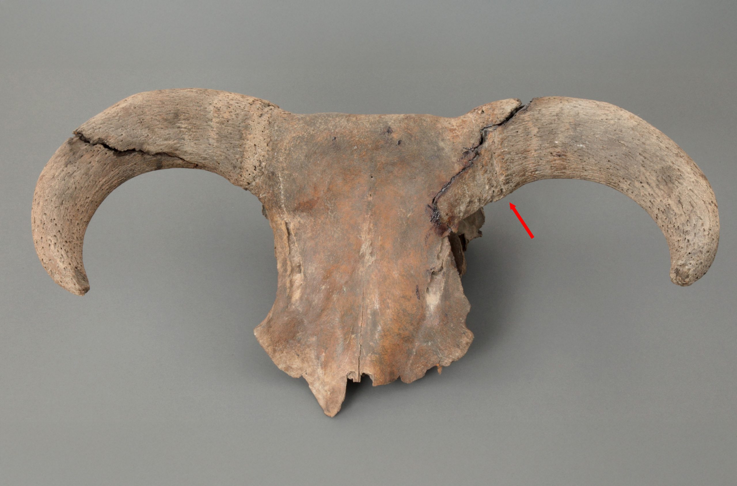 Poznańska Szkoła Archeologiczna 4 Poznańska Szkoła Archeologiczna 4