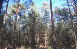 Obserwuj, przewiduj, przystosuj 1